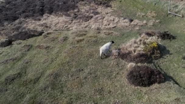 在英国哥德兰村边界内的北纽约摩尔国家公园里 一只朗克羊在希瑟高地四处游荡 空中轨道射击 — 图库视频影像