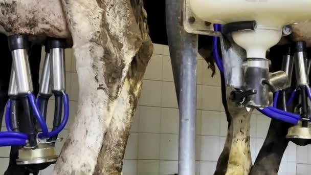 Close Úbere Vaca Conectado Máquina Ordenha Oleoduto — Vídeo de Stock