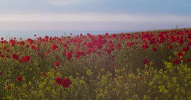 Sunset Rural Field Red Poppies Bloom West Pentire Cornwall Coast — Stock videók