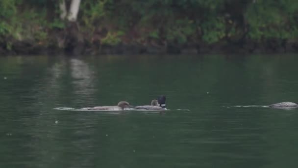 ウィスコンシン州バルサム湖の周りを泳ぐライオン ダイバー のダイナミックな静止追跡映像 多くの人々は誤ってルーンはアヒルであると仮定しますが 実際には 彼らは別の家族に属しています — ストック動画