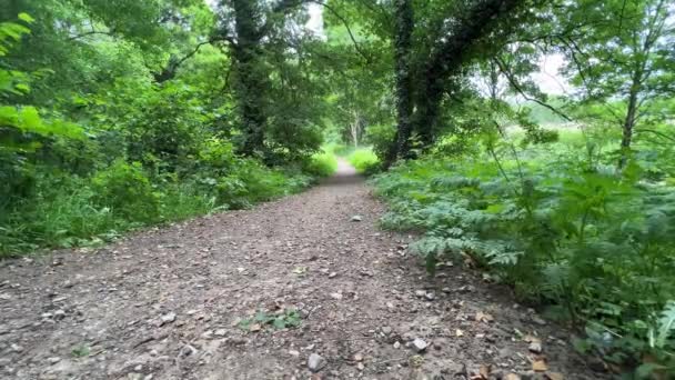 Calm Scene Walkway Path Surrounded Lush Summer Undergrowth Tree Blowing — Vídeo de Stock