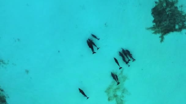 Bacalao Delfines Jugando Caribe Azul Océano Tiro Aéreo — Vídeo de stock