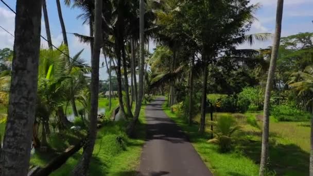 Aerial Woman Driving Motorbike Scooter Empty Tropical Road Surrounded Coconut — Vídeo de Stock