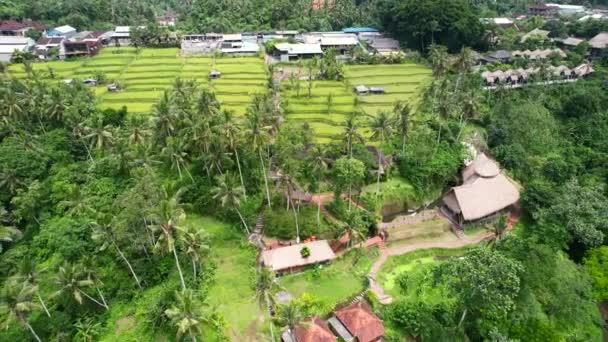 Antena Campo Arroz Vale Cheio Coqueiros Rio Abaixo Indonésia Bali — Vídeo de Stock