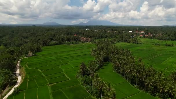Malownicza Dolina Drzew Kokosowych Zielone Pole Ryżu Bali Indonezja — Wideo stockowe