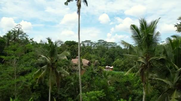 Antena Uma Selva Tropical Cheia Palmeiras Bali Indonesia Dia Ensolarado — Vídeo de Stock