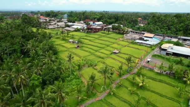 Терраса Зеленом Рисовом Поле Убуд Бали Окруженная Тропическими Кокосовыми Пальмами — стоковое видео