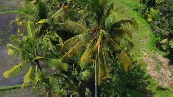 Topo Aéreo Para Baixo Circulando Coqueiros Tropicais Campo Arroz Bali — Vídeo de Stock
