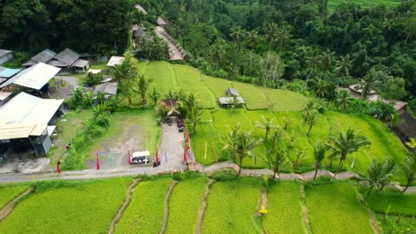 Воздушный Сверху Вниз Туристической Достопримечательности Убуд Бали Индонезии Красивыми Рисовыми — стоковое видео