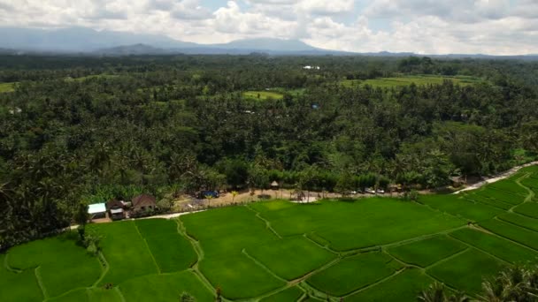 Tropical Rice Field Valley Jungle Coconut Trees Ubud Bali Aerial — Stockvideo