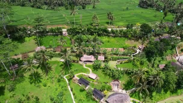 Κεραία Πλούσια Πράσινα Χωράφια Ρυζιού Ένα Λόφο Στο Ubud Bali — Αρχείο Βίντεο