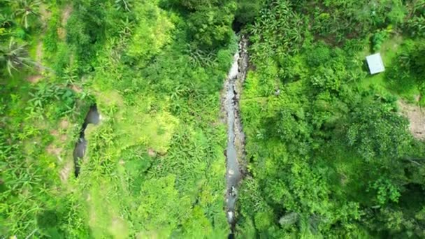 Bali Endonezya Nın Tropikal Ormanlarında Bir Nehir Akıntısının Tepesi — Stok video