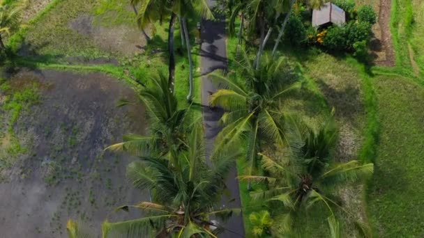 Helyi Vezető Robogó Légi Teteje Egy Kókuszfákkal Teli Trópusi Úton — Stock videók