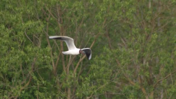 黑头鸥对着绿树飞翔的景象 慢动作 — 图库视频影像