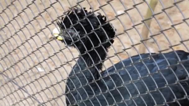 Yellow Knobbed Curassow Its Enclosure Aviary Close — Stock Video