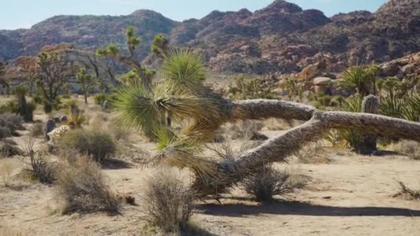 Fallen Joshua Tree Empty Quiet Joshua Tree National Park California — Vídeos de Stock