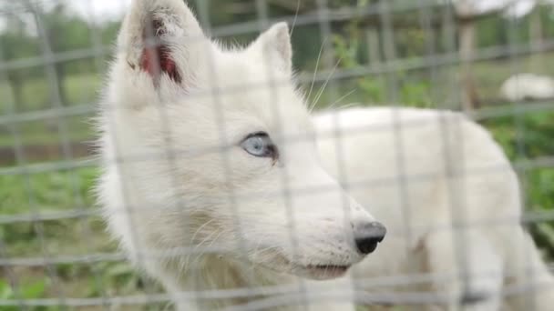 青い目と茶色の目をした美しい赤ちゃんの北極オオカミ 白いオオカミの周りを見回す フェンスの後ろの小さな狼が彼のチョップを舐めて — ストック動画