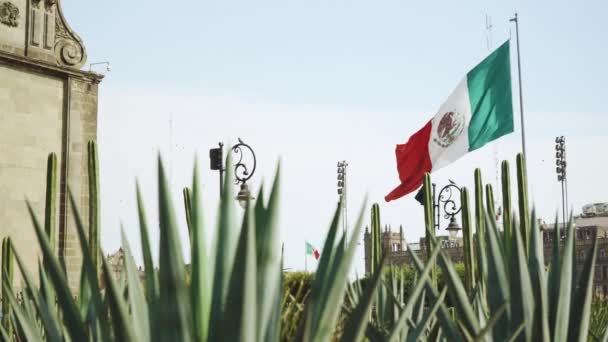 墨西哥城市中心主要广场 Zcalo 挂满了墨西哥爱国旗帜 前面有仙人掌 — 图库视频影像