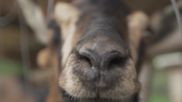 可爱的棕色小山羊在喂食自己的时候好奇地嗅着相机的气味 家养矮山羊慢吞吞地吃草 — 图库视频影像