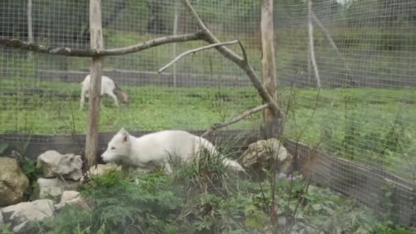 Lindo Lobo Ártico Caminando Través Hierba Las Piedras Lobo Blanco — Vídeos de Stock