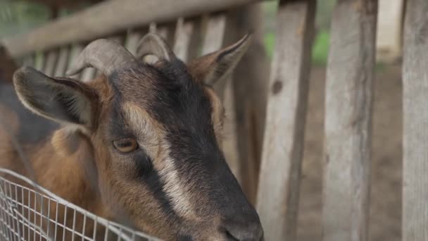 动物园里 一头棕色的小山羊站在栅栏后面 头靠得紧紧的 家养矮山羊 慢吞吞地看着笼子里悲哀的褐色眼睛 — 图库视频影像