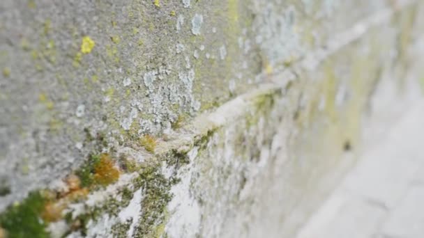 Microalgae Sideroads Pavement Corners Closeup — Video