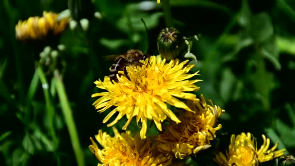Včela Sběr Pylu Žlutý Květ — Stock video