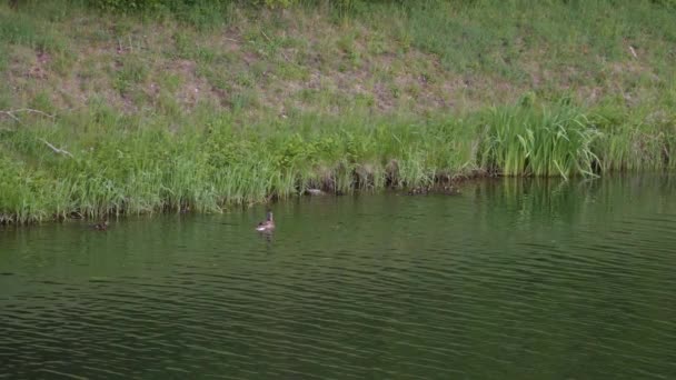 View Ducks Swimming Calm Water Lake Daytime Static Shot — Video