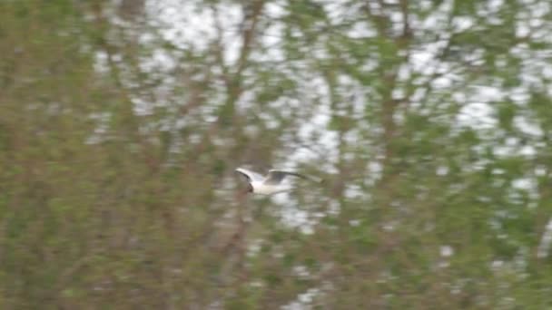 Flying Black Headed Gull Πράσινα Δέντρα Στο Παρασκήνιο Αργή Κίνηση — Αρχείο Βίντεο