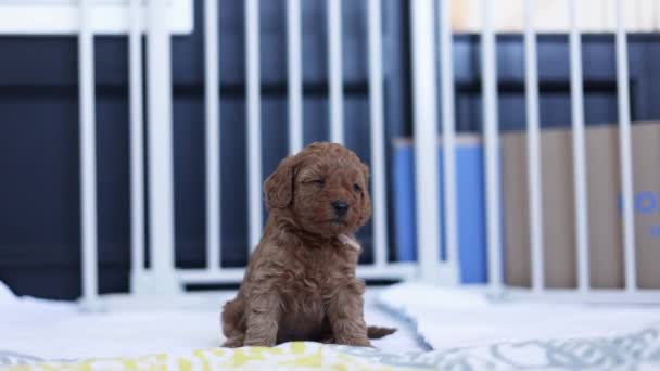 Bonito Sonolento Goldendoodle Filhote Cachorro Interior Bocejo Cão Bebê Jovem — Vídeo de Stock