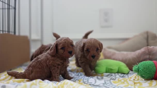 Lovely Newborn Goldendoodle Puppies Indoors Learning Walk — Stockvideo