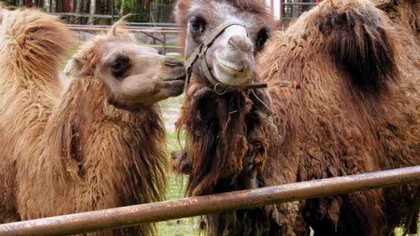 Baktrische Kamele Gehege Des Zoos Zeitlupe — Stockvideo