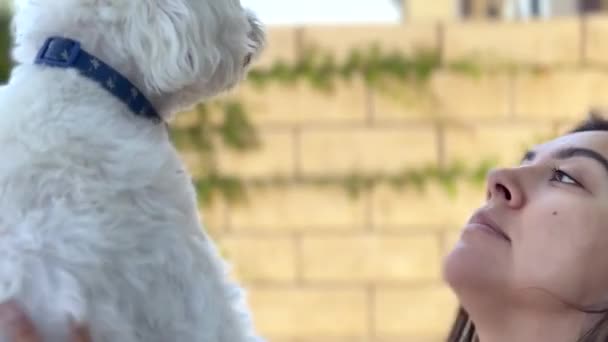 马耳他宠物狗很喜欢它的西班牙女主人 并且舔它的脸 宠物狗的感情 — 图库视频影像