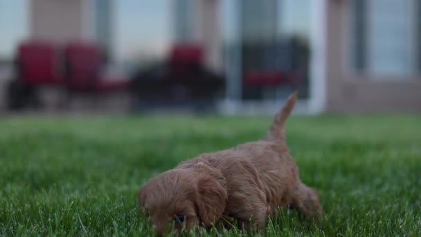 Slow Motion Goldendoodle Puppy Garden Evening Eating Grass — Stock video