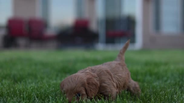 Slow Motion Goldendoodle Puppy Garden Evening Eating Grass — Stock Video