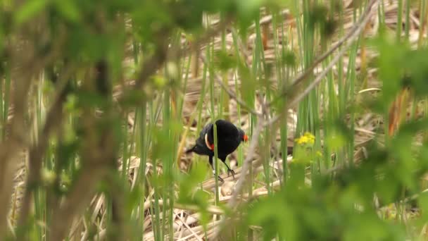 Rode Gevleugelde Merel Maakt Zichzelf Schoon Paarseizoen Lente Vogeltrek — Stockvideo