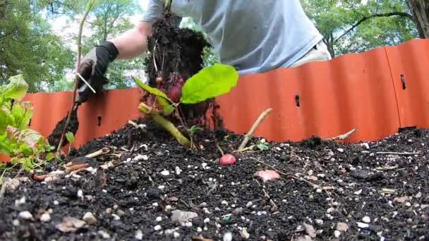 Skörda Röd Potatis Upphöjd Bädd Trädgård — Stockvideo