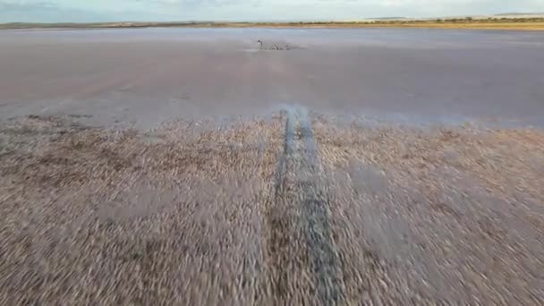 Drone Aéreo Sobre Lago Rosa Seco Direção Uma Estátua Monstro — Vídeo de Stock