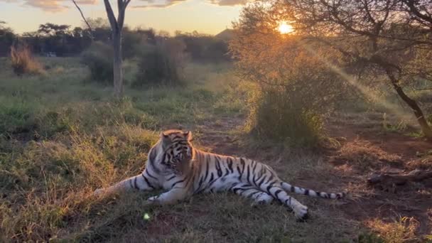 Beautiful Wild Tiger Grooming Sunset National Park India — Stock Video