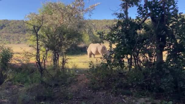 Wild White Rhino Safari Στην Αφρική Αφρικανική Άγρια Ζωή Σαβάνα — Αρχείο Βίντεο