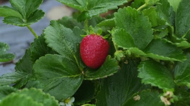 Vrouw Die Biologische Aardbeien Plukt Verse Biologische Aardbeien Oogsten Aardbeienstruiken — Stockvideo