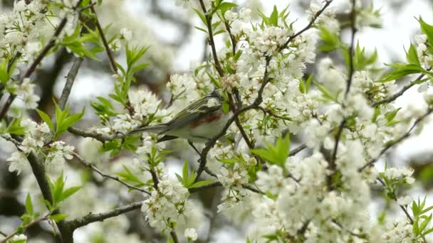 Pássaro Sentado Num Galho Árvore Bela Ave Pequena Primavera Durante — Vídeo de Stock