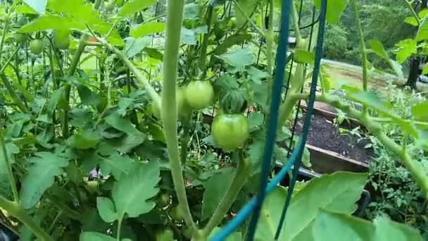 Tomates Vertes Fraîches Cage — Video