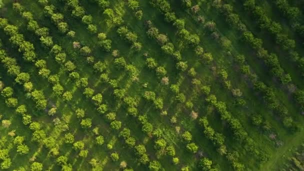 Oranje Citrusboom Boerderij Luchtfoto — Stockvideo