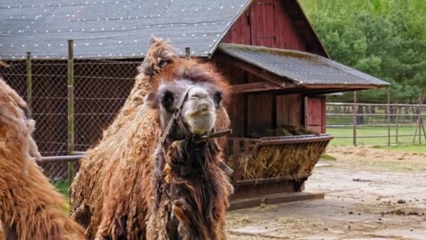 Бактрійський Верблюд Який Жує Капсулу Сповільнює Рух Закривається — стокове відео