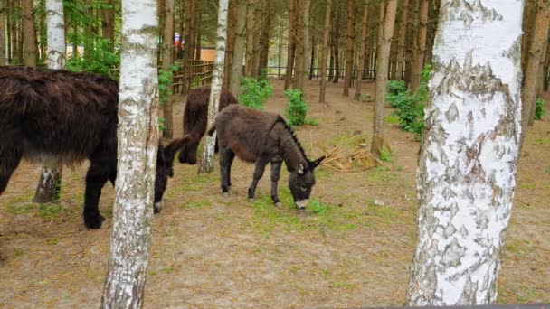 Wild Donkeys Countryside Field Grazing Grass Slow Motion — Stock Video