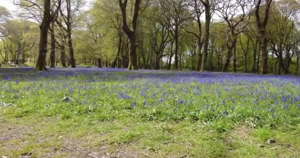 Tiro Movimento Para Frente Bluebells Floresta Devon Inglaterra — Vídeo de Stock