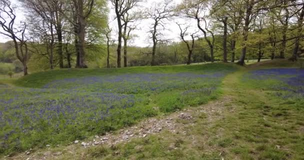 Magnifique Plan Une Mer Bluebells Blackberry Camp Dans Devon Angleterre — Video