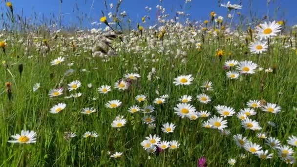 Blomsteräng Blomsteräng Blumenmeer Blumenwiese Kowiese Alpensommer — Stockvideo