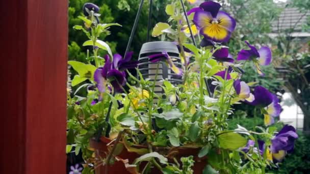 Colourful Yellow Purple Pansy Flowers Hanging English Garden Basket Solar — Video Stock